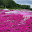 @夜桜-4395acht