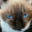 author photo