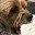 @犬ドロップ