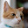 @きゅう-cat