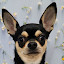 author photo