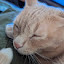 author photo