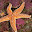 @A-random-starfish