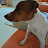 Jack russell Pepsie live