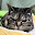 @シラフ猫-w2d