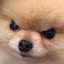 author photo