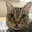 @猫マムシ-h8b