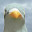 @ハト-n4o