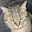 @からあげキャット