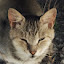 author photo