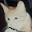 @ホットねこ