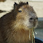 author photo