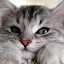 author photo