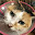 @三毛猫-calico