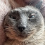 author photo