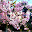 @藤桜-o3k