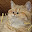 @user.apple-pie