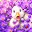 @クロッカス-z8e