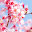 @そらさくらsakura