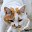 @鳩猫っち