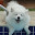 @Samoyed_KawaEE