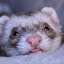 author photo
