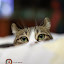 author photo