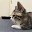 @いぬねこねずみうさぎとりかえる