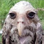 author photo
