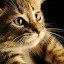 author photo