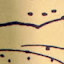 author photo