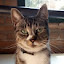 author photo