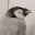 @yoccy-penguin
