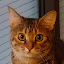 author photo