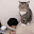 @Catfinal