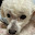 @maidog-e2b