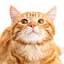 author photo