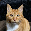 author photo