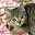 @愛猫ここあ