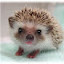 author photo