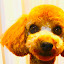 author photo