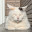 @猫派アルコア