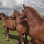  Gnedoi Mystang