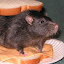 author photo