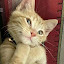 author photo