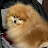 Tosha Pomeranian boy