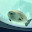 @あざらしさん.seal3