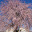 @葉桜-j6c