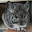 @れいねこ22