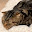 @てとねこ_0224